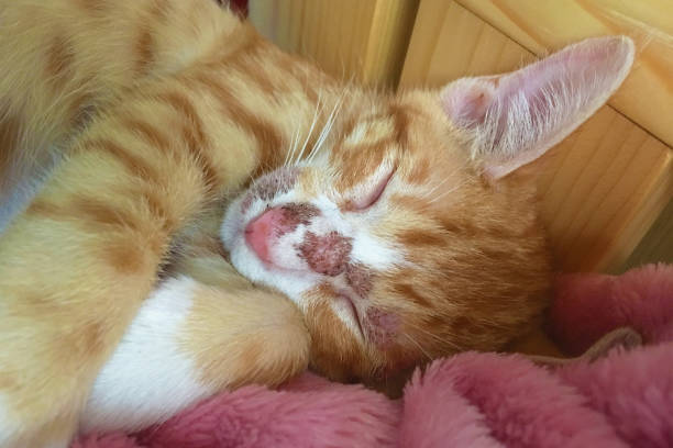 Cute ginger tabby kitten sleeping on soft pink blanket with relaxed paws and adorable facial features.