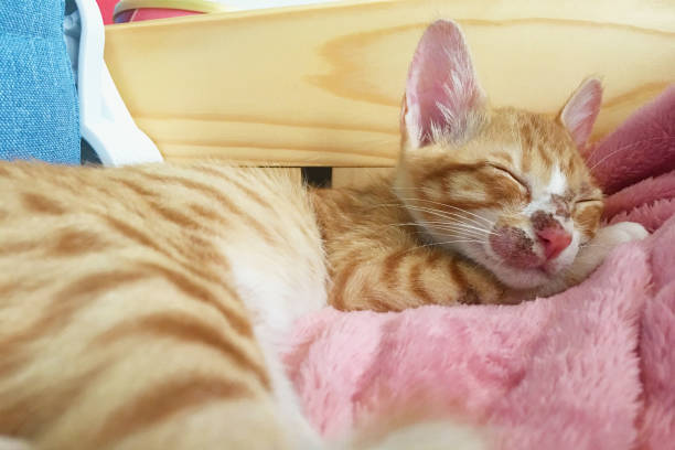 Cute orange tabby kitten peacefully sleeping on pink blanket, cozy and adorable.