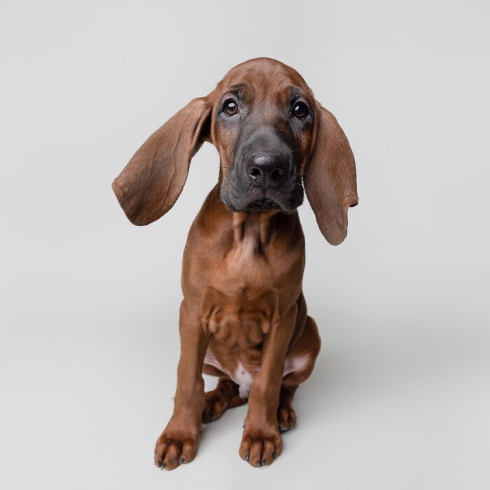 Playful reddish-brown puppy with droopy ears and expressive eyes on gray background.