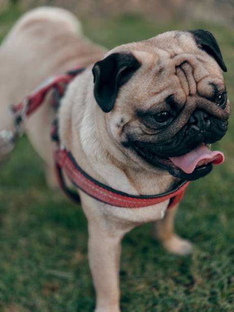 Adorable pug in red harness walking on grass with joyful expression outdoors.