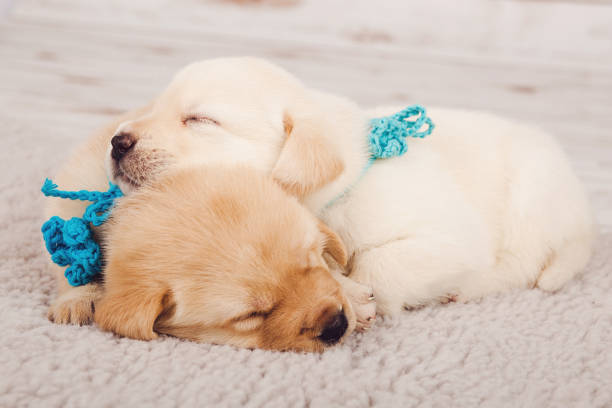 Two adorable cream and golden puppies cuddling and sleeping on soft, plush bedding.