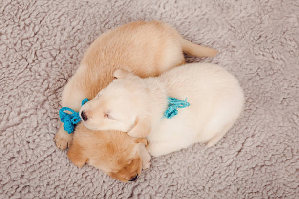 Golden retriever puppies cuddling with blue bows on a cozy blanket.
