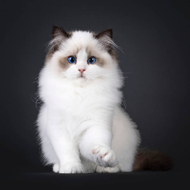 Adorable fluffy Ragdoll cat with blue eyes, white coat, and cream-brown markings.