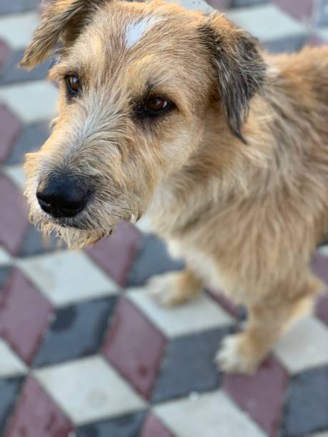 Cute scruffy dog with brown fur, white patch, on vibrant patterned tile outdoors.