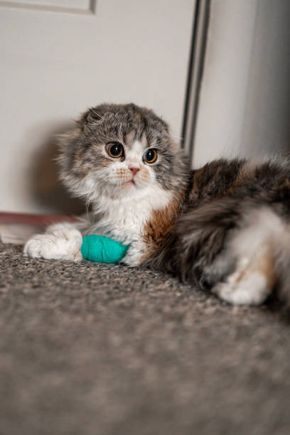 Cute gray and white tabby kitten with bandaged paw relaxing on a textured carpet.