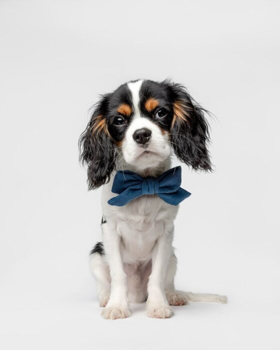 Cute tricolor Cavalier King Charles Spaniel with blue bow tie on white background.