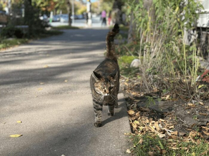 Urban scene with a curious tabby cat walking along a park path in autumn.
