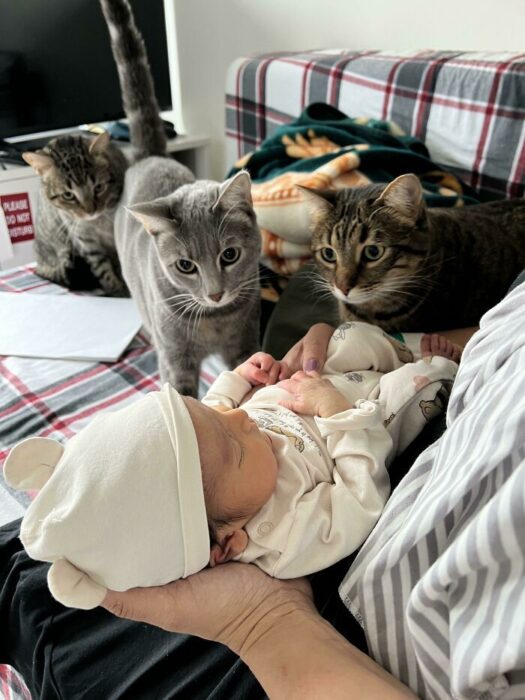 Newborn baby and curious cats bonding in cozy home setting.