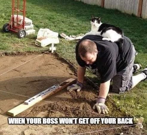 Man gardening with a relaxed cat on his back in a sunny suburban backyard.