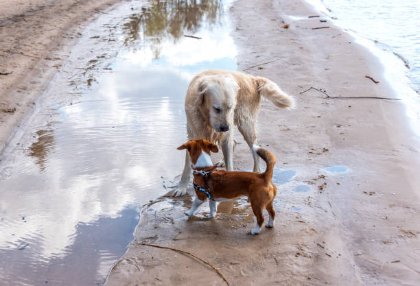 Happy dogs playing on a scenic beach near calm water and sandy shores.