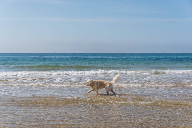 Golden retriever playing on sunny beach with ocean waves at sunset.