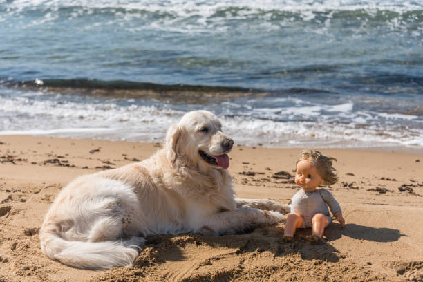 Golden retriever and doll enjoying a sunny beach scene with ocean waves and sandy shoreline.
