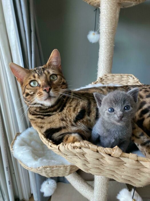 Bengal cat and gray kitten resting together on cozy natural cat tree indoors.