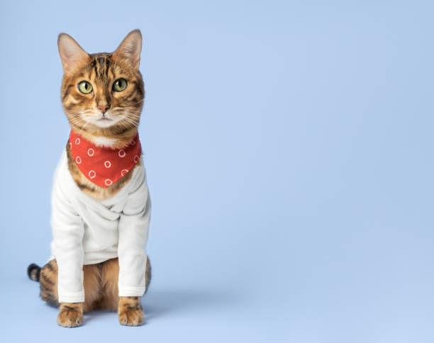 Cute Bengal cat in a stylish white sweater and red bandana on soft blue background.