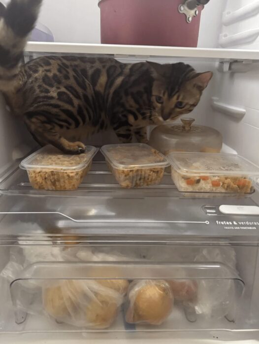 Curious Bengal cat exploring a refrigerator filled with leftovers and fresh vegetables.