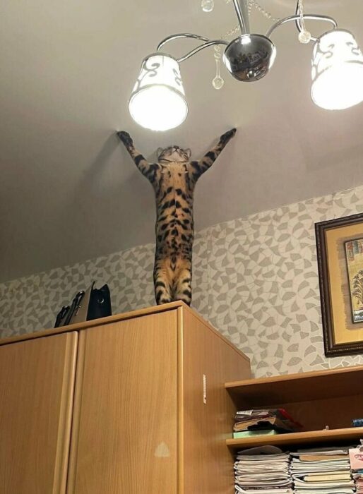 Bengal cat stretching and jumping indoors on wooden cabinet under modern chandelier.