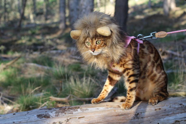 Playful Bengal cat with lion mane costume exploring outdoors in a forest setting.