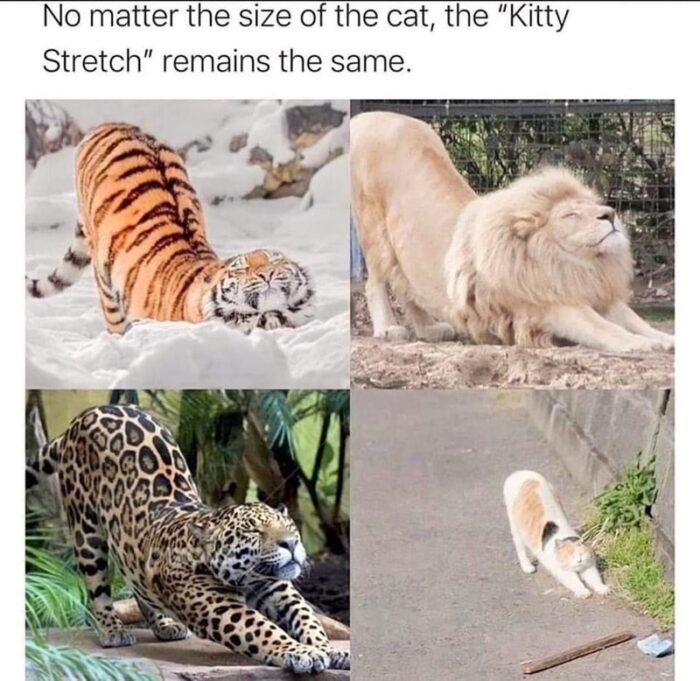 Big cats and domestic cat stretching in various natural habitats, showcasing universal feline behavior.