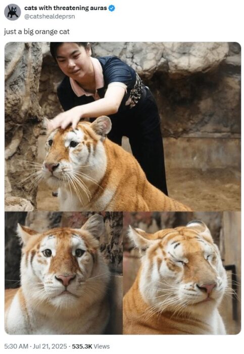 Person gently petting large orange tiger close-up in natural rocky habitat.