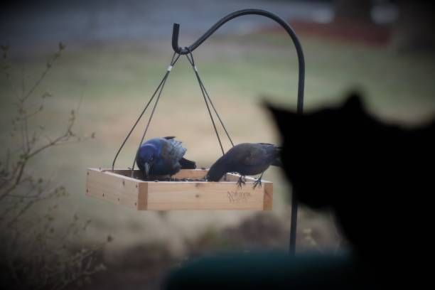 Birds feeding at a wooden bird feeder with a curious cat in the background.