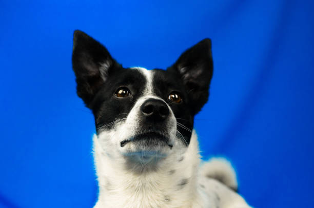 Playful black and white dog with expressive eyes on vibrant blue background.