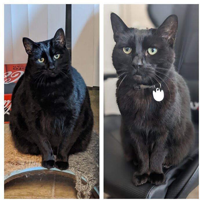 Black cat with green eyes showing relaxed and alert poses indoors.