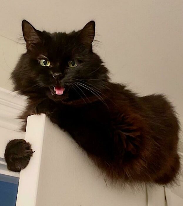 Black playful cat perched on door frame with bright green eyes indoors.