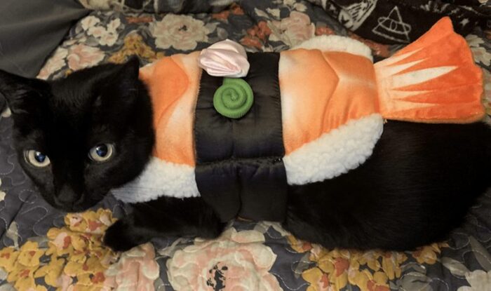 Black cat in sushi costume on floral blanket, adorable pet dressed up for fun.