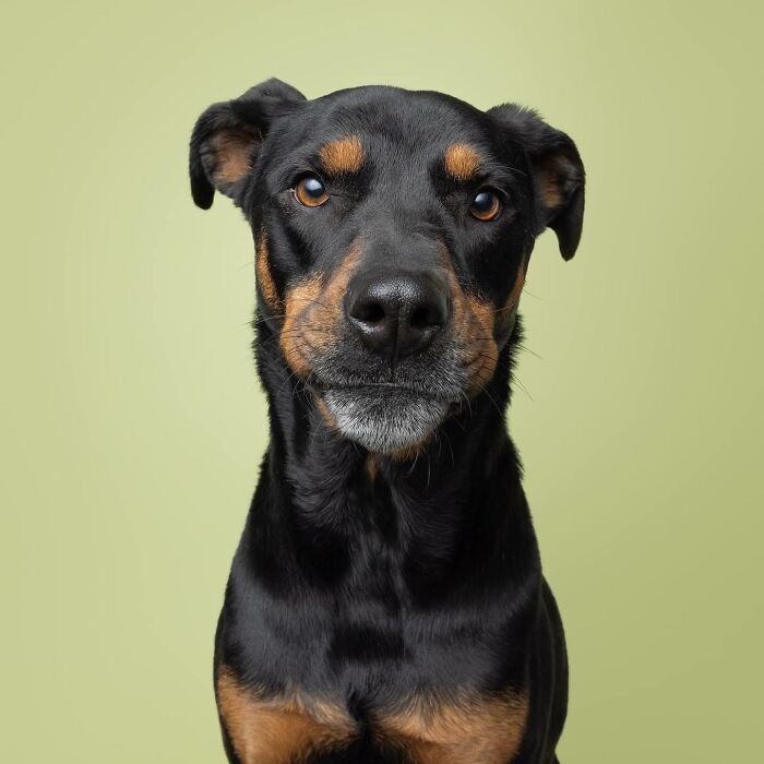 Black athletic dog with brown markings and amber eyes against green background.