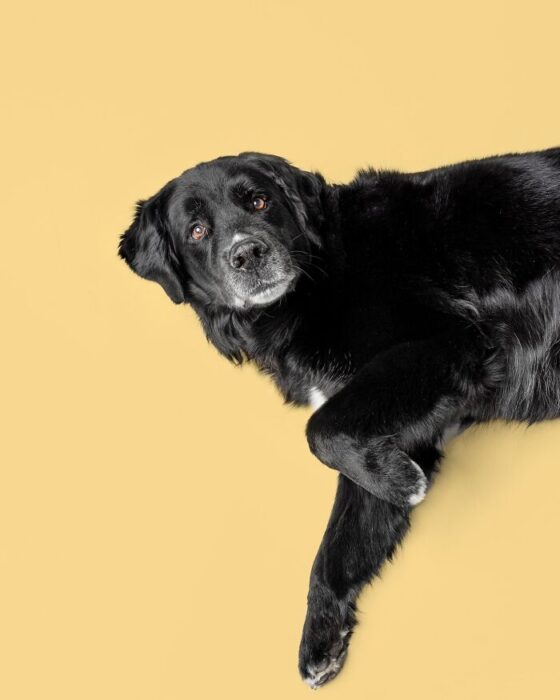 Black dog lying relaxed on yellow background with soft fur and soulful eyes.