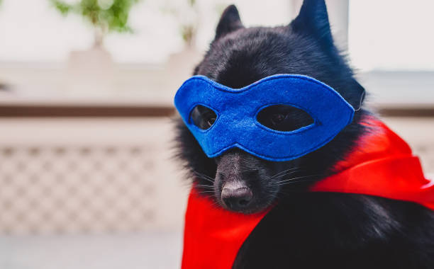 Cute black dog dressed as a superhero with a blue mask and red cape indoors.