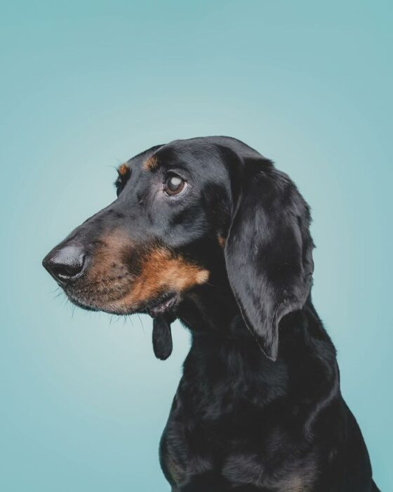 Black dog with glossy coat and curious expression on vibrant turquoise background.