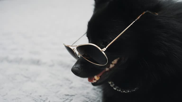 Black dog wearing aviator sunglasses, looking playful and stylish outdoors.