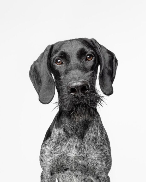 Elegant black and gray dog portrait with expressive eyes on a white background.