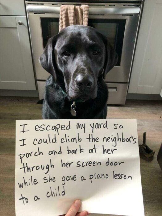 Black Labrador retriever with humorous confession sign in a cozy kitchen.