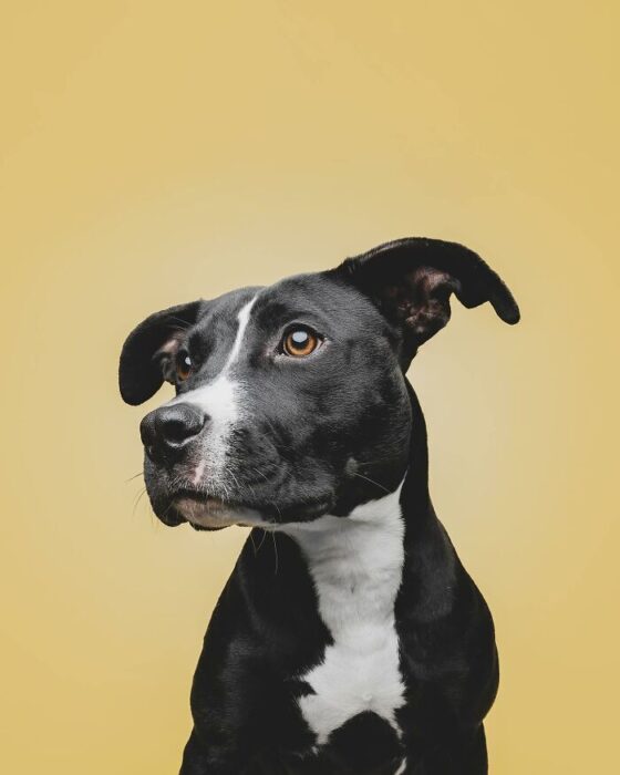 Black and white dog with amber eyes on vibrant yellow background.