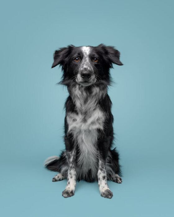 Black and white dog sitting against blue background with fluffy coat and attentive expression.
