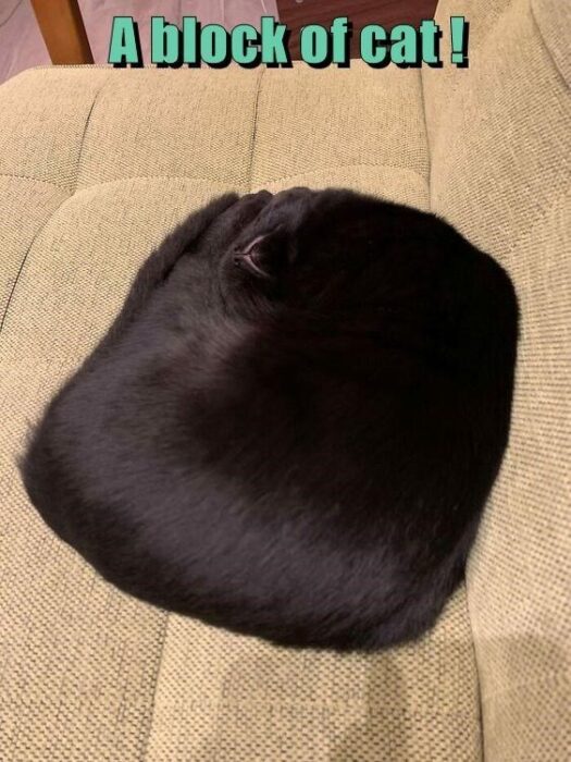 Cute black cat curled like a cozy block on a textured sofa.