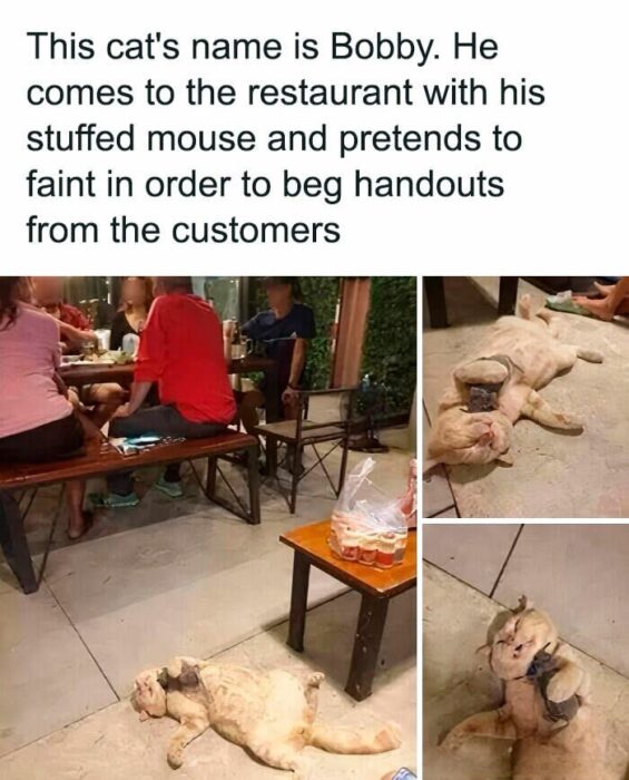 Playful restaurant cat Bobby pretending to faint, carrying a stuffed mouse among cheerful diners.