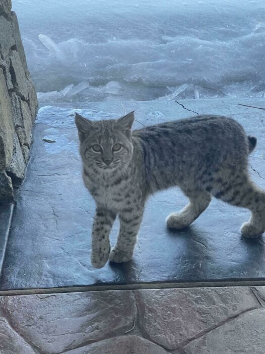 Bobcat on snowy stone porch near winter wilderness lodge with ice and snow.
