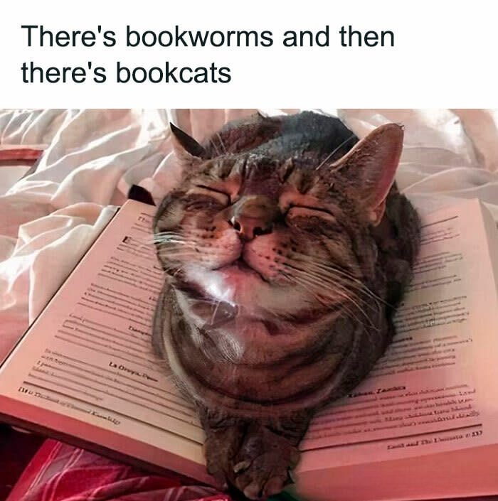 Cozy tabby cat napping on open book, blending reading and feline comfort perfectly.