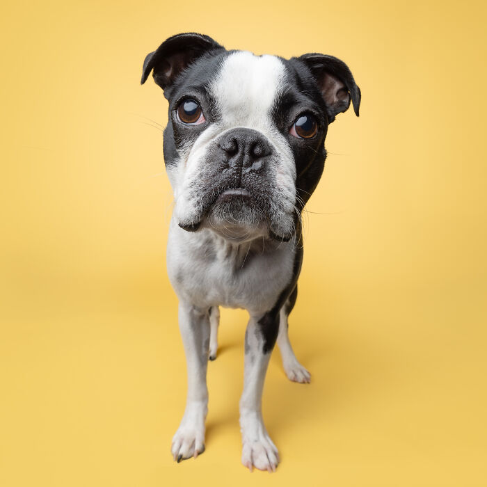 Boston Terrier dog with black and white fur on a bright yellow background.