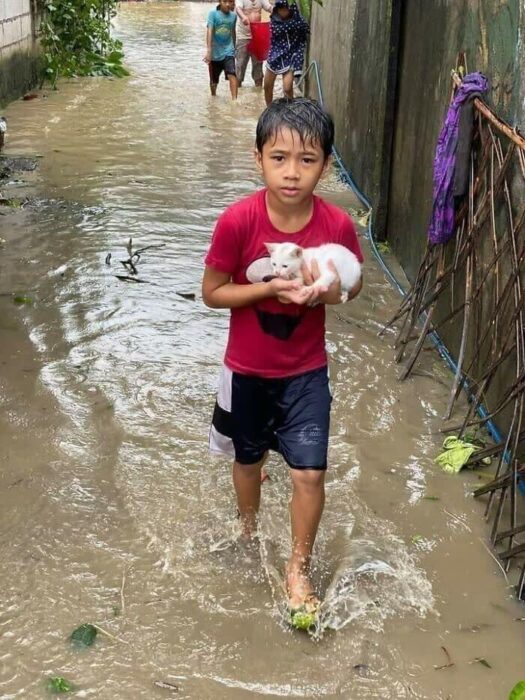 Young boy rescues kitten walking through flooded street during heavy rain.
