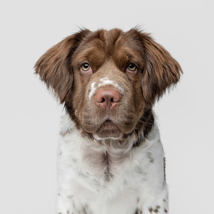 Brown and white dog portrait with soft fur and warm amber eyes.