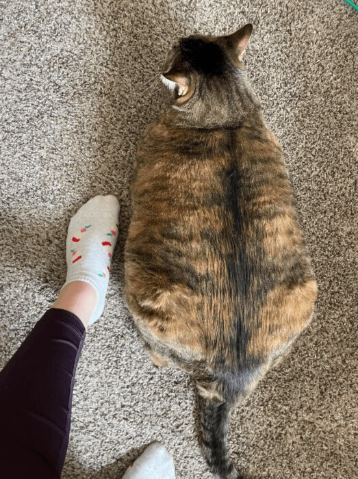 Fluffy tortoiseshell cat resting on carpet next to colorful strawberry sock.