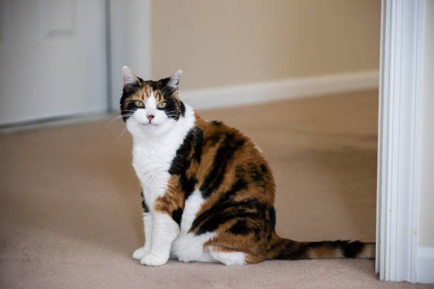 Calico cat with green eyes relaxing on beige carpet indoors.