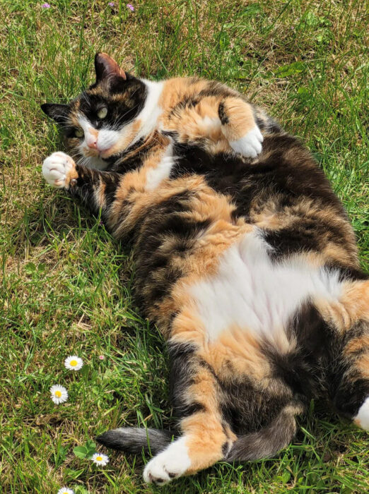 Calico cat relaxing on grass with daisies and wildflowers in a peaceful outdoor setting.