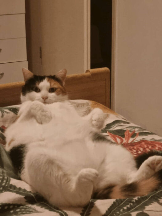 Relaxed calico cat lounging on floral bed, adorable and cozy in a bedroom setting.
