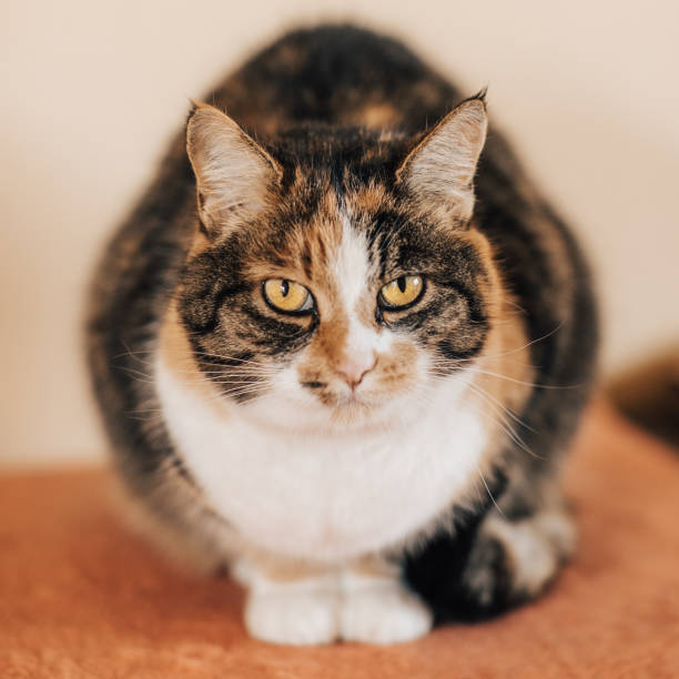 Calico cat with yellow eyes, relaxed pose, and a colorful fur coat on a soft cushion.