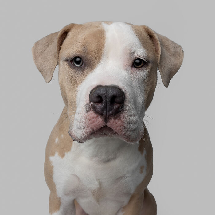 Close-up portrait of a blue-eyed, white and tan dog with expressive features and loyal expression.